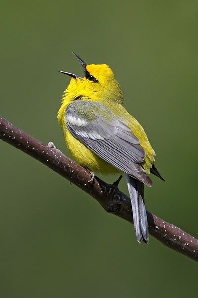 Blue-winged Warbler © Russ Chantler